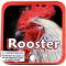 ROOSTER - PLAYKIDS - PLAYKIDS ESPAGNE 20+1 (FACE)